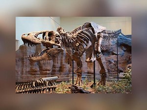 Study suggests T-Rex may have had lips