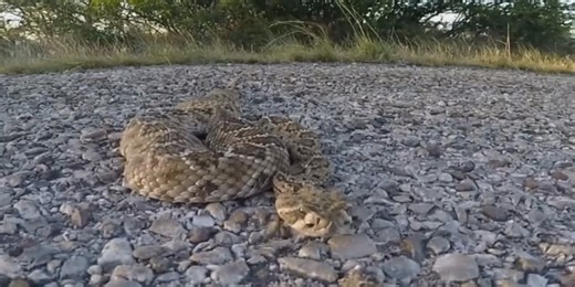 Idaho Fish and Game warns locals about rattlesnakes