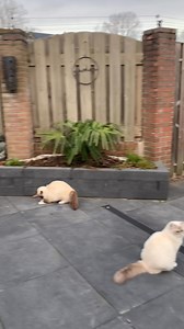 Neva en haar veertje 🤣🥰❤️ net een hondje ze kan blijven apporteren ze komt hem brengen in haar bekje maar natuurlijk als ik dat wil filmen doet ze het net ff niet 🙈 | Ragdoll cattery Precious Nisa