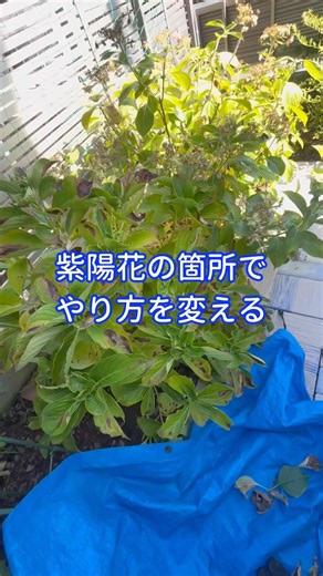 Adjusting the cutting pressure for hydrangeas
