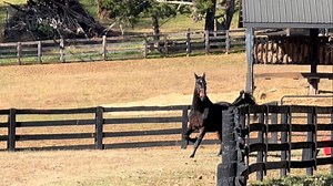 60K reactions · 2.4K shares | WCC WC GR-CH Genesis is enjoying the beautiful weather! While he enjoys showing, he definitely enjoys being barefoot and fancy free all winter long! | West Wind Stables | Facebook