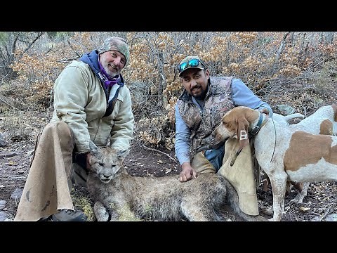 Lion hunting with mules and dogs.