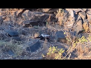 Honey badger (Ratel) killed a huge python Kruger National Park