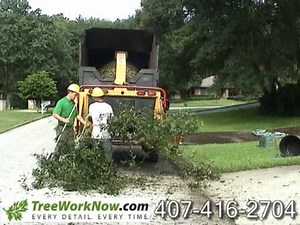 Tree Removal Service Orlando