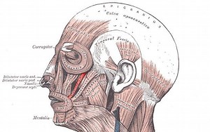 Zygomaticus minor muscle - Alchetron, the free social encyclopedia