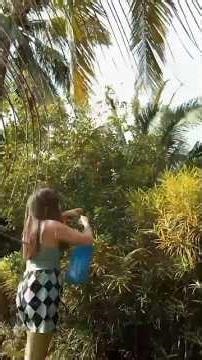 Harvesting Lemocito / Calamansi plants for juice #minivlog #adayinmylife #fypシ