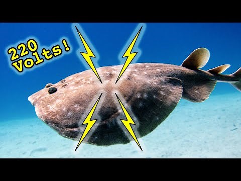 Are Electric Rays Dangerous?