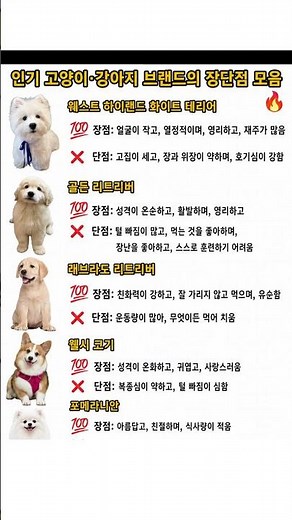 인기 견종 장단점 총정리 모음🔥#애견 #강아지키우기 #강아지상식#강아지 #반려견 #강아지정보 #견종추천 #강아지입양