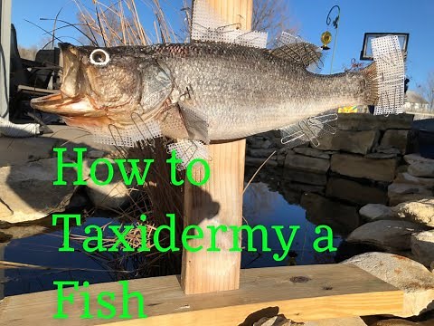 Mounting a FISH! (Part One) Taxidermy
