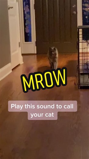 Cat Call Sound Effects for Calling Your Kitty