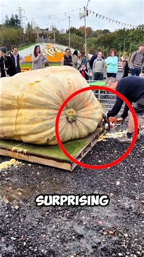 Why the World's Biggest Pumpkin Gets Cut Open 🎃