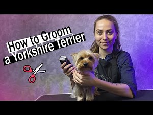 How to Groom a Yorkie at Home ✂️ Easy Step-by-Step Guide!