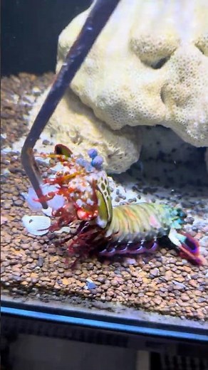 Tiny Predator, Massive Power | Mantis Shrimp Feeding Time 🍤🔥