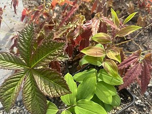 Three bullet proof plants, Rodgersia, Epimedium and Polygonatum