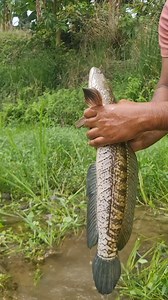 360K views · 126 reactions | Invasive Northern Snakehead | Fishy Story | Facebook