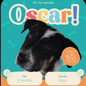 5.9K views · 156 reactions | MAGA- MAKE ADOPTIONS GREAT AGAIN. Visit SPCA Selangor today and get a friend for life! ❤️李 #SPCASelangor #BeKindToAllKinds | SPCA Selangor, Malaysia | Facebook