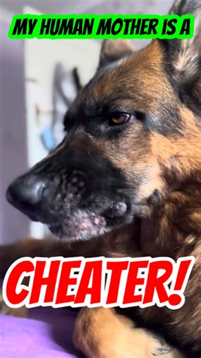 Cooper catches mom cheating with another dog