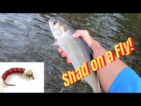 Fly Fishing for Shad on the American River