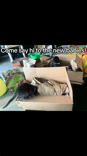 Exciting New Cat Integrations at Our Louisiana Cat Cafe