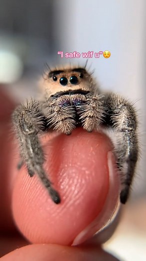 66K views · 2.9K reactions | #jumpingspider #petspider | Spider Facts | Facebook