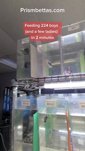 Dinner time at Prism Bettas Prismbettas.com #prismbettas #hikari #bloodwormfrozen #bettas #bettafish #bettasoftiktok #bettasplenden #bettahalfmoon #bettagiant #bettaplakat #bettacrowntail #bettarainbow #bettamarble #bettakoi