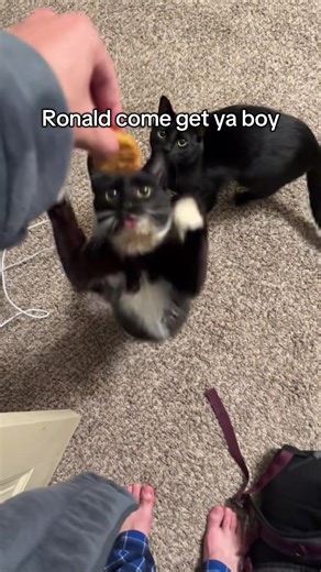 Funny Video of a Greedy Cat Eating Dinner