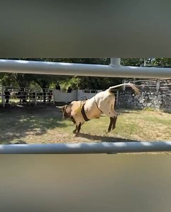 En Rancho AGUA ZARCA, las calas nos permiten ver, a los becerros con potencia y clase espectacular, en su primera cala los hijos del Obra Maestra y nuestra raza antigua muestran un gran nivel, ahí los llevaremos para hacerlos toros Arrolladores que emocionen al público en los jaripeos, ahí vamos con los toros Mexicanos, saludos, buenos días. @fans destacados | Héctor Vicario Castrejón
