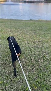 He wanted to get into all of Los Lagos in Nashville #dogs #rottweiler #youtubeshorts