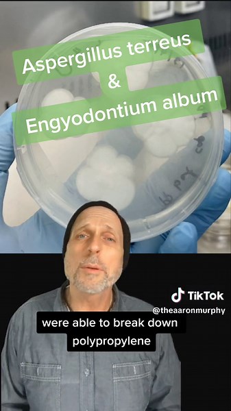 Plastic eating fungus breakthrough. #renewableinnovation #deathtoplastic #plasticpollution #circulareconomy #theaaronmurphy #sustainable #climatejustice #oceanplastic #microplastic