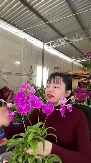 Đại Mỹ Nhân. Hotline ☎️ 0903177978 #hoalandep #caycanh #flowers #orchid