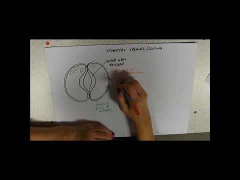 Stomatal Opening and Closure