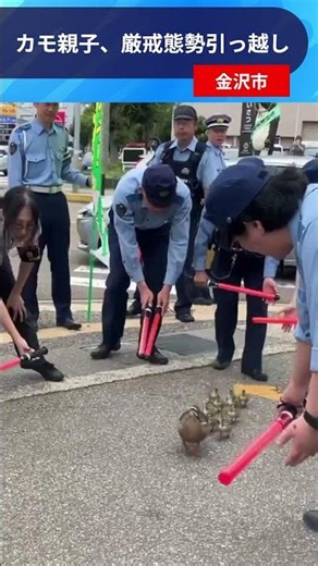 カモ親子、厳戒態勢でお引っ越し