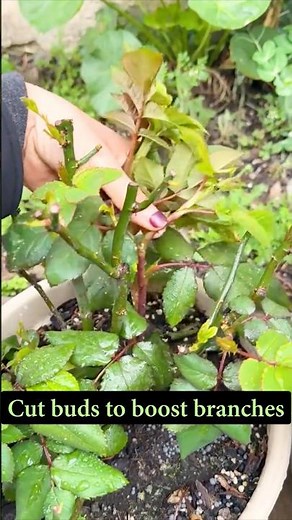 Two Easy Tips For Boosting Rose Growth #farmingtech