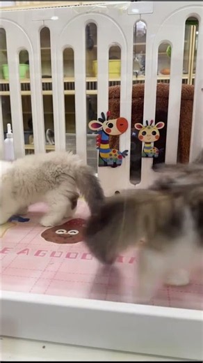 Pure joy! Watch these adorable kittens play! #Shorts