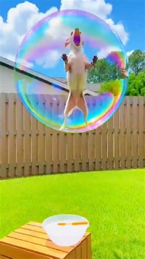 How Does A Bubble Gun Make 10,000 Bubbles Per Minute? 🫧