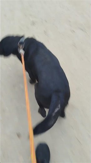 Sunday Morning walk #foryou #labrador #soozi #dog #shortsvideo #youtubeshorts