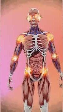 Cinematic 3D Anatomical Visualization of Sandwiches l Nutrient Effects and Side Effects