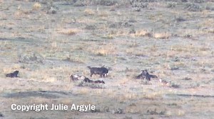 3.5K views · 256 reactions | These wolves started their morning by howling, stretching, wrestling and snuggling each other. And also with a lot of tail wagging! Sounds like a pretty great way to start the day! (be sure to watch in HD) | Wild Love Images - Julie Argyle Wildlife Photography #shootwithacamera | Facebook