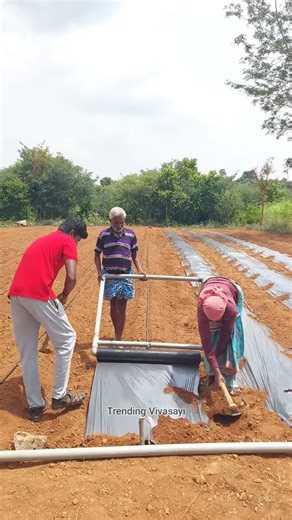🔥Mulching sheet innovative idea!👏🏻👌🏻#agriculture #farming #mulching #short