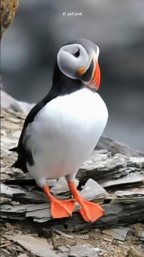 The Puffin: Half Bird, Half Fish?! 🐧