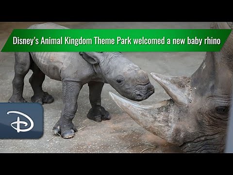 Disney’s Animal Kingdom Theme Park Welcomes Baby White Rhino | Walt Disney World