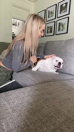 Ear medicine. Anxious bulldog edition. Hate doing this omg #bulldog #lucy #bulldogandbunnies