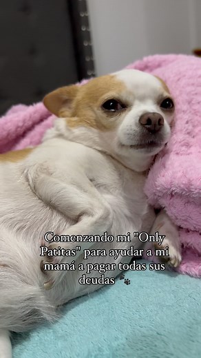 Comprarías una suscripción a mi Only Patitas ? Mientras te suscribes sígueme en todas mis redes Adriysusdoggies 🥹♥️♥️♥️ #colombia #chihuahua #perros #perritos #animal #animallovers #animals #humor #perrosadorables #cachorros #cachorros #perritoslindos #perrito #perritos🐶 #perrosdeinstagram #perroscolombia #chihuahualove #chihuahualife #chihuahuafanatics #chihuahualovers #chihuahualover #chihuahuaworld #chihuahuagram #chihuahuamix #chihuahuapuppy #chihuahuaoftheday #colombia🇨🇴 #doglover #perr
