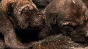 Nature - Radioactive Wolf Pups - Twin Cities PBS