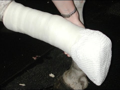 How to half limb cast a horse