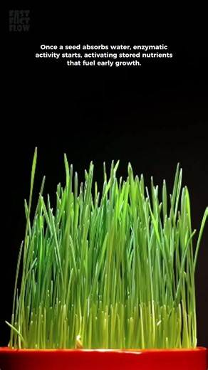 How a Plant Grows? | Seed to Plant Timelapse #didyouknow