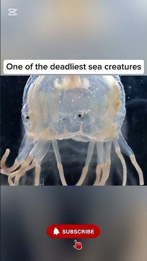 🌊 The most dangerous jellyfish on Earth 😳 Follow me #facts