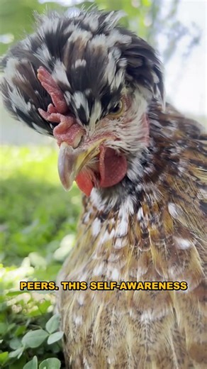 The Shocking Truth About Python's Self-Awareness