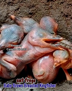 198K views · 1.2K reactions | Eat frogs #birds #kingfisher #nationalgeopark #wildbird #wildlife #birdlovers #beautifulbird #birdwatching #nature #animals | Camera Birds23 | Facebook