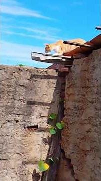 #shot#The chameleon and the cat